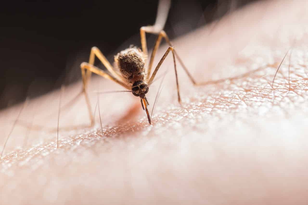 piqûre de moustique solution naturel