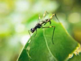 Les huiles essentielles contre les moustiques piqure de moustiques huiles essentielles